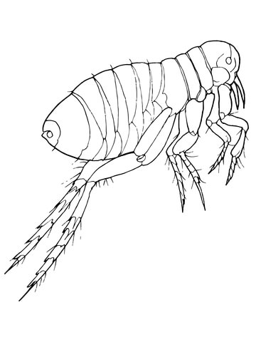 Realistic Flea Coloring Page